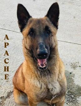 Apache ist so lieb und sehr dankbar - Laatzen