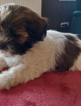 Shih Tzu Welpen (Rüden/Hündinnen) - Westerkappeln
