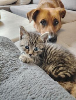 Verkaufe 3 Wunderschöne Katzen Kitten - Klingenberg (Main)