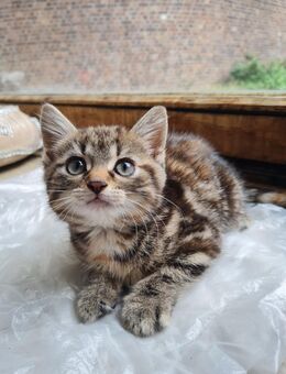 Katze - 12 Wochen - Weilerswist
