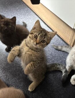 BKH Kitten Britisch Kurzhaar Katzen Kater Schwarz Grau Tabby - Recklinghausen