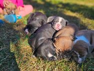 Old english bulldog Welpen - Schönberg (Mecklenburg-Vorpommern)