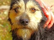 Hundemann TINO - Gefrees