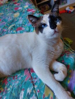 unkomplizierte Sugar (Bea) - Geisenheim