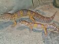 Leopardgeckos Super giant die waren riesen in 41363