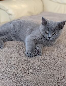 BKH KITTEN Britische Kurzhaar Reinrassig Junge Lilack - Gummersbach