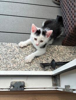 Kater Jungtiere abzugeben - Memmingen