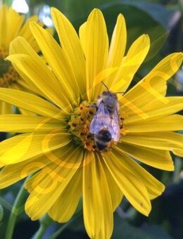 Silphie Silphiesamen Samen Blume Nutzpflanze gelb Blüte Energiepflanze gelbe Pflanze Silphiefeld Blumensamen Gartenblume Bienenweide Gartengestaltung sehr große Blume garden gelbe Blüten Geschenk Saat Frühling SWR Vatertag Blumenwiese - Pfedelbach