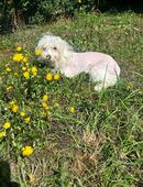 Süßer Chinese Crested Neptun sucht sein Traumzuhaus in 96145