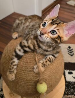 Bengal Kitten - Duisburg Zentrum