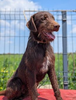 Don Ein Rauhbart mit Herz und Energie - Müglitztal