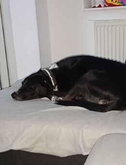 Labrador Rüde - Pirmasens