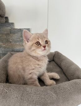 Süße Bkh kitten suchen neues Zuhause 😻 - Pfreimd