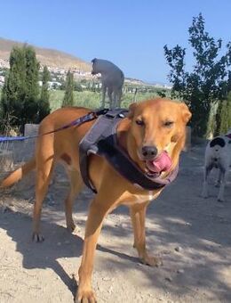 Terri; verspielt und aufgeweckt - Geilenkirchen