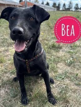 Bea eine fantastische Familienhündin - Flörsheim-Dalsheim