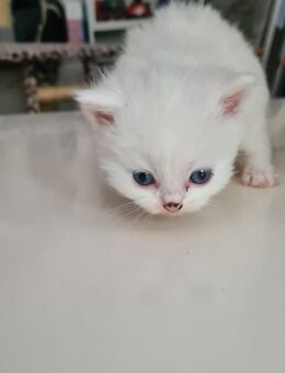 Little Whity Black nose sucht ein neusn Zuhause ⁶ - Iserlohn
