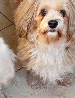 Leo sucht liebe Menschen - Neuhausen (Fildern)
