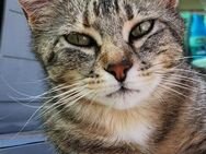 Verschmuste, fröhliche Katze Zoe - Karlsruhe