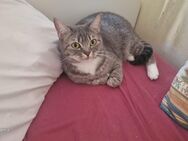 BKH Katze - Hattingen
