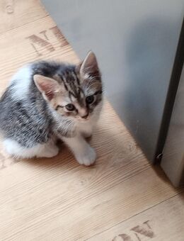 Hauskatzen kitten - Windeck