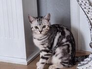 Bkh black silver tabby - Gelsenkirchen