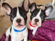 Süße Französische Bulldoggen Welpen - Höchstadt (Aisch)