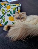 Perser-Birma-Mix in 94577