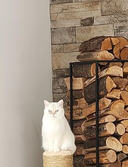 DIVA sucht liebevolle Familie - Nieder-Olm