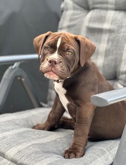 OEB mix Hündin old english Bulldog bully bulldogge - Wassenberg