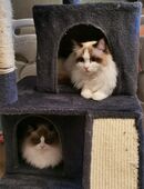 Ragdoll Kitten mit Stammbaum ab sofort in 97469