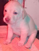 Labrador Welpen Hunde gelb Rüde Hund Appenzeller in 88410