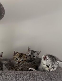BKH Kitten - Witten