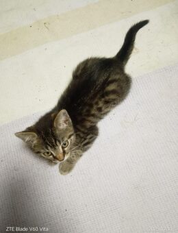 Katzen Kitten- Kater - Birkenfeld (Rheinland-Pfalz)
