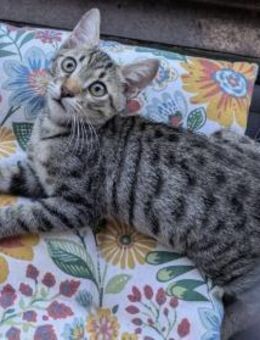 Spark - Kleiner Funke, aber großes Feuer - Kirchheim (München)