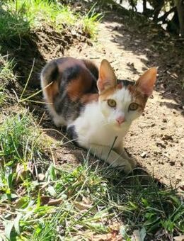 Fiona aus dem Tierschutz - Grevenbroich