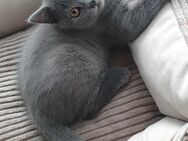 Bkh kitten blue kater - Worms