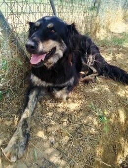 OKTAVIA - freundliche Dame sucht Heim - Aerzen