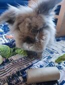 Kaninchen männlich sucht neues Zuhause in 42799