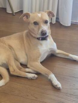 Stellina - eine Prinzessin - Grevenbroich