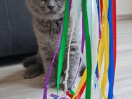 BKH Kitten 1 Weibchen und 1 Männchen frei - Rheinzabern