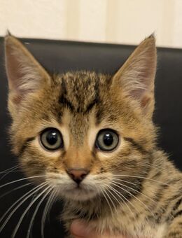 Bengal Mix kleiner Kater - Kempen Sankt Hubert