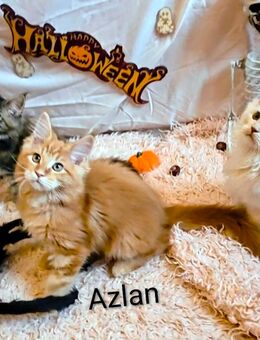 Typvolle reinrassige Maine Coon Kitten mit Liebe aufgewachsen 🩷 - Waldsassen