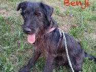 Munterer, freundlicher Benji - Hausen (Würzburg)