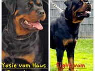 Rottweiler Welpen - Rastenberg