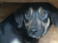 Stiles, der Neugierige 🐾 - Elsdorf (Nordrhein-Westfalen)