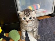 BKH Mix kitten - Beelen