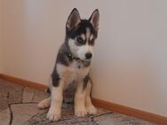 Hundewelpen Welpen husky , Welpen Hundebabys - Dortmund Hafen