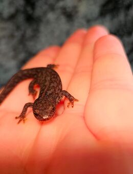 Bergmolch ,Triturus alpestris - Wilkau-Haßlau