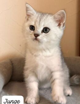 BKH Kitten Weiß Silber Schaden mit Impfung. - Frankfurt (Main)