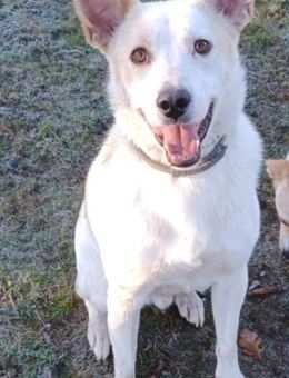 BANJO 💛💛💛 sucht sein Happy-Home - Herxheim (Landau)